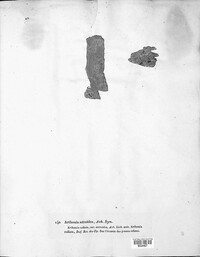 Arthonia radiata image